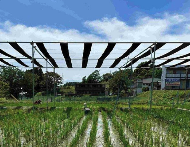 有機栽培水田における営農型太陽光発電の環境および営業経営収支 有機栽培水田における営農型太陽光発電の環境および営業経営収支